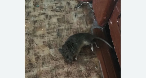 Дезинфекция от мышей в  Новоалександрово 