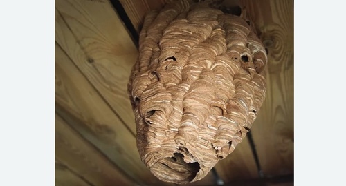 Обработка от шершней в  Новоалександрово 