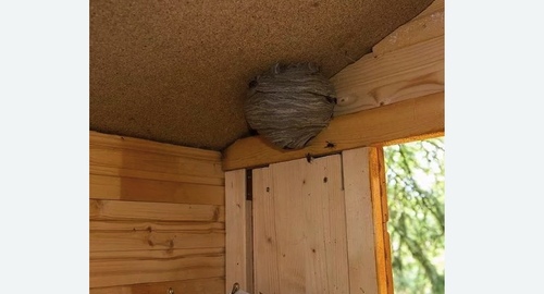 Обработка от ос в  Новоалександрово 