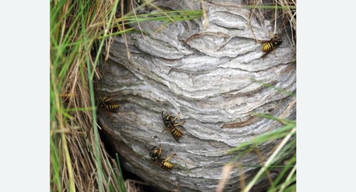 Уничтожение ос и ульев в  Новоалександрово 