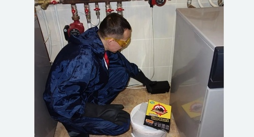 Дератизация крыс.  Новоалександрово 