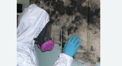 Уничтожение плесени в  Новоалександрово 