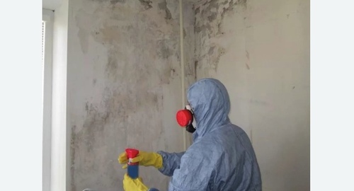 Удаление плесени в квартире.  Новоалександрово 