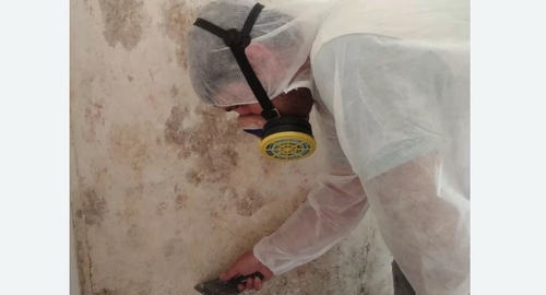 Обработка стен от плесени в  Новоалександрово 