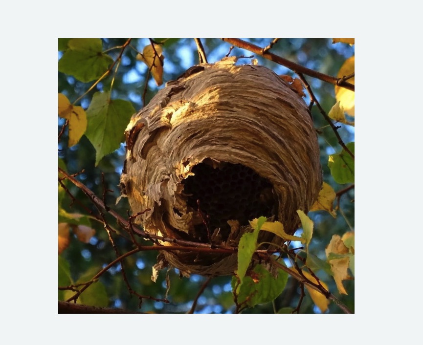 Обработка от шершней в  Новоалександрово 