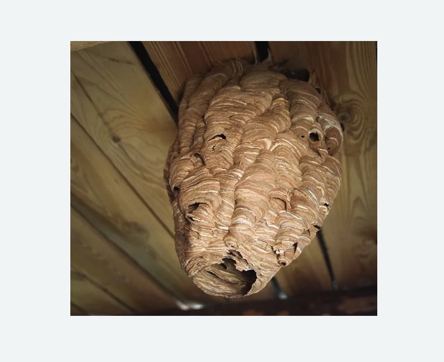 обработка от шершней в  Новоалександрово 