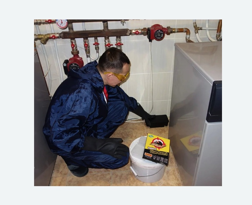 Уничтожение крыс в  Новоалександрово 